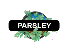 Herbs - Parsley